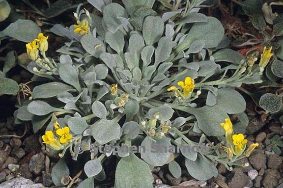 physaria occidentalis ssp occidentalis 1 graphic